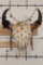 Painted and Embellished BUFFALO/BISON Skull