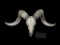 TEXAS DALL RAM Skull and Horns