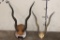 (2) Sets of BLACKBUCK Horns (ONE$)