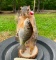 *New* FOX SQUIRREL with His 
