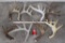 (8) WHITETAIL DEER Antler Sheds (ONE$)