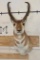 PRONGHORN Shoulder Mount