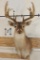 11-Point WHITETAIL BUCK Shoulder Mount