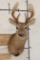 8-Point WHITETAIL DEER Shoulder Mount