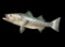 *New* Reproduction STRIPED BASS FISH Mount