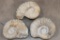 (3) AMMONITE FOSSIL Specimens from Morocco (ONE$)