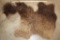 Partial BUFFALO/Bison Back Hide