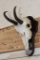 CHAMOIS Skull on a Wooden Plaque