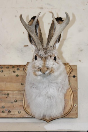 JACKALOPE Shoulder Mount with Real Antlers on a Wooden Plaque