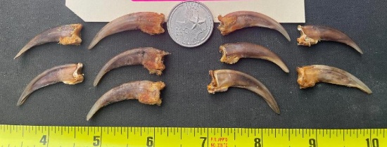 (10) XXL North American BADGER Claws (ONE$)