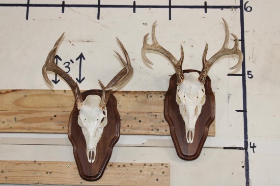 (2) 8-Point WHITETAIL DEER Skulls on Matching Wooden Plaques (ONE$)
