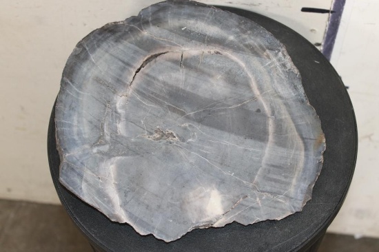 Fossilized PETRIFIED WOOD Slice