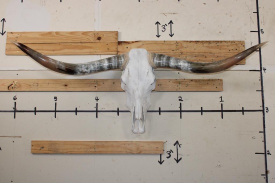 LONGHORN Skull with Polished Horns