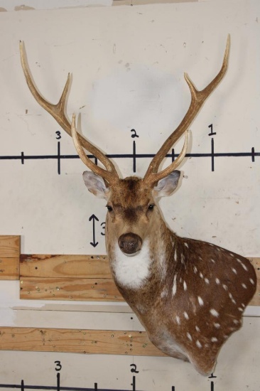 7-Point AXIS DEER Wall Pedestal Mount