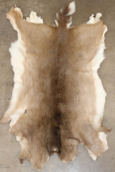 WHITETAIL DEER Hide or Pelt