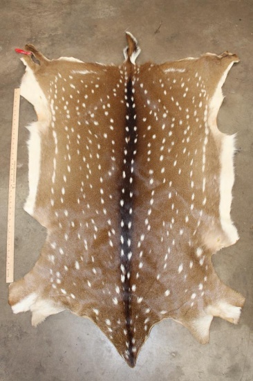 XL AXIS DEER Hide