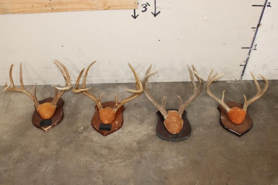 (4) WHITETAIL DEER Antler Racks on Wooden Plaques (ONE$)