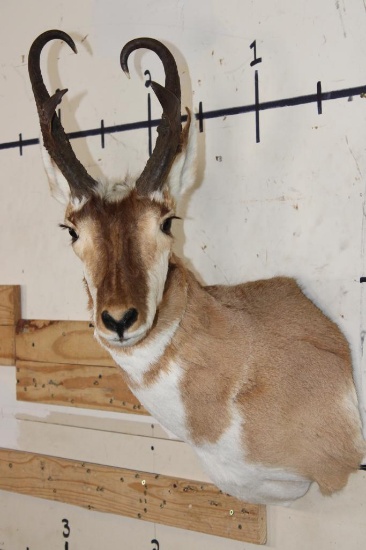 PRONGHORN Shoulder Mount