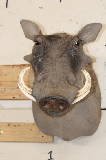 WARTHOG Shoulder Mount