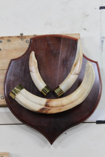 WARTHOG Tusks on a Wooden Plaque