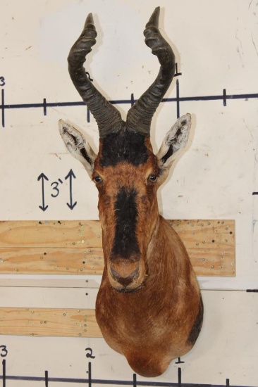 RED HARTEBEEST Shoulder Mount