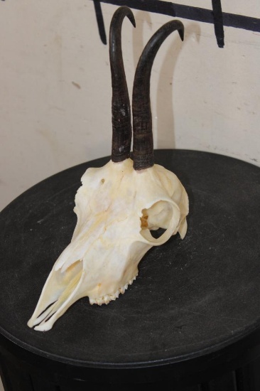 CHAMOIS Skull with All its Teeth