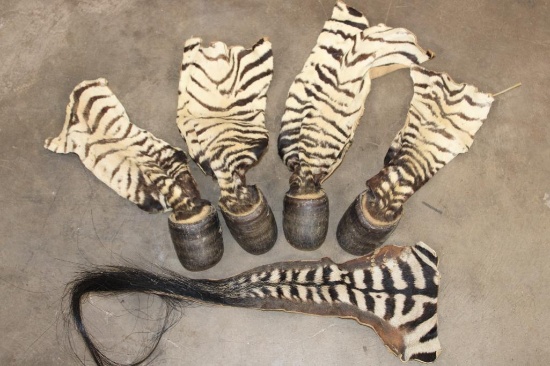 (4) ZEBRA Hooves with Leg Hide and (1) ZEBRA Tail (ONE$)