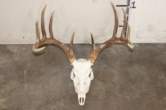 10-Point WHITETAIL DEER Skull with All its Teeth