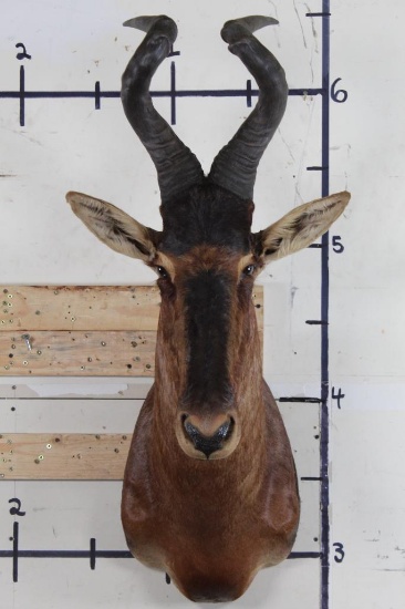 RED HARTEBEEST Shoulder Mount