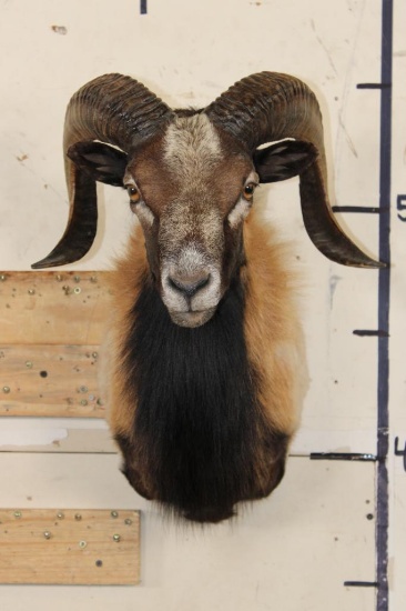 CORSICAN RAM Shoulder Mount