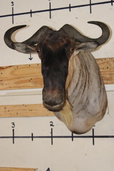 WHITE BEARDED GNU Shoulder Mount