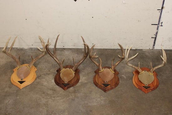 (4) Mounted WHITETAIL DEER Antler Racks on Wooden Plaques (ONE$)
