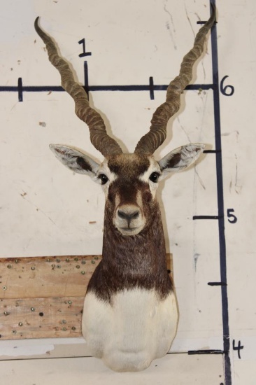 BLACKBUCK Shoulder Mount