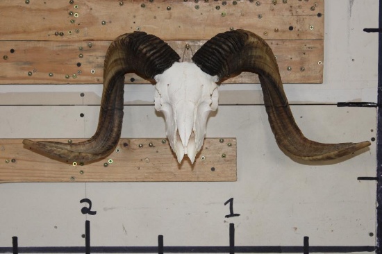 CORSICAN Sheep Skull with All its Teeth