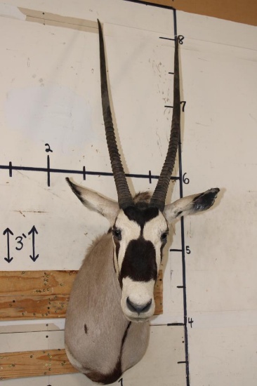 Big GEMSBOK Shoulder Mount