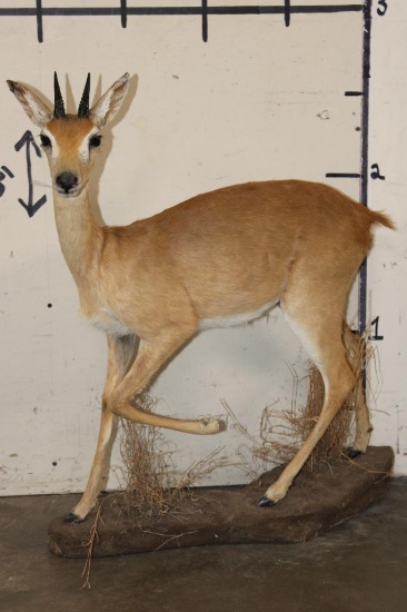 Life-sized ORIBI on a simulated Rock Base