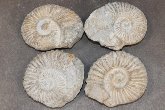 (4) AMMONITE FOSSIL Specimens from Morocco (ONE$)