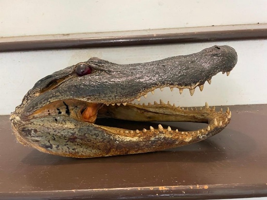 Large ALLIGATOR Head with All its Teeth and Glass Eyes