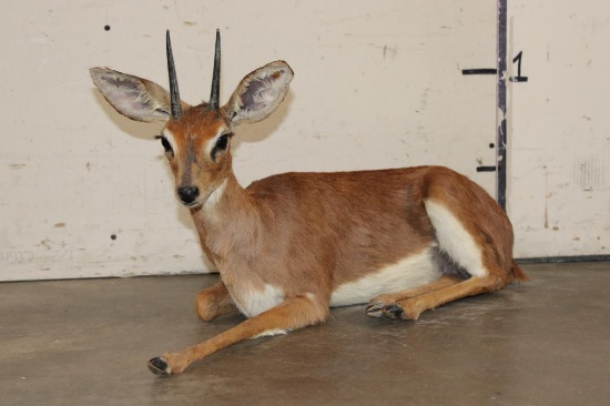 Life-sized Laying STEENBOK