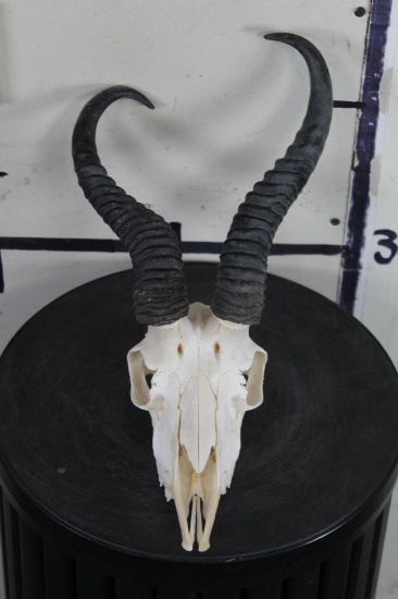 SPRINGBOK Skull with ALL its Teeth