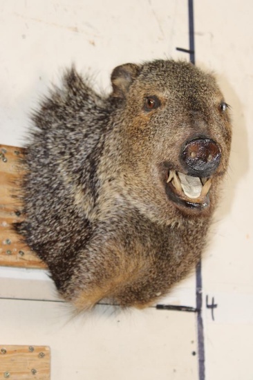 JAVELINA Shoulder Mount