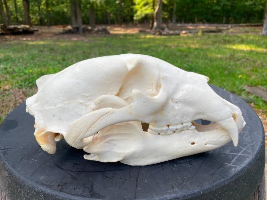 XXL BLACK BEAR Skull with All its Teeth