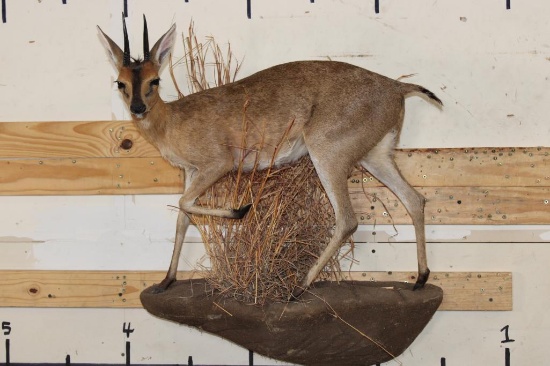 Life-sized COMMON DUIKER on a Wall Hanging Base
