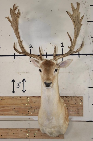 24-Point FALLOW DEER Shoulder Mount with Big Palms