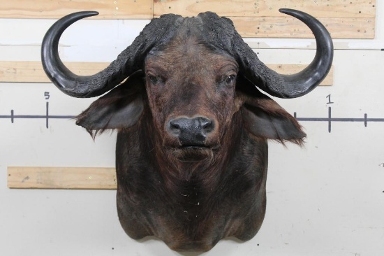 CAPE BUFFALO Shoulder Mount
