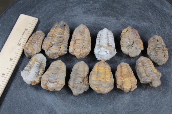 (12) TRILOBITE FOSSILS From Morocco (ONE$)