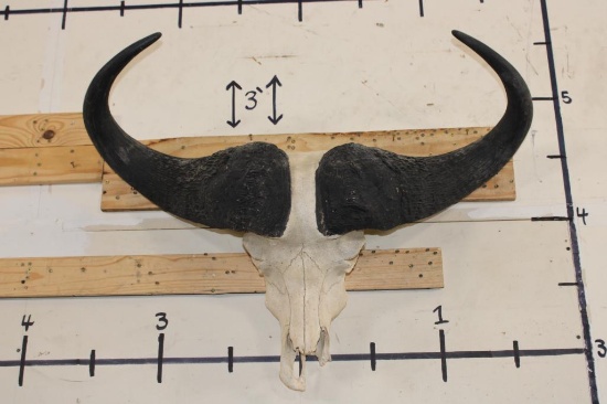 CAPE BUFFALO Skull with All its Teeth and a Wire Hanger