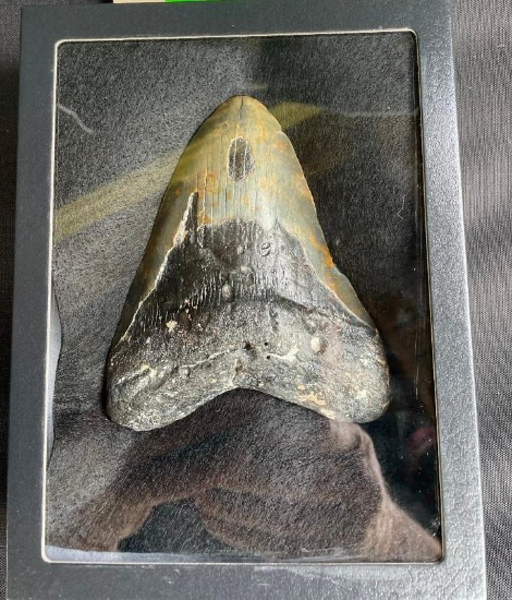 Over 5" Tall Monster Size MEGALODON SHARK Tooth Fossil in a Glass Display Case