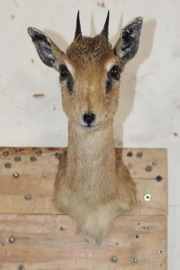 GUNTHER'S DIK-DIK Shoulder Mount