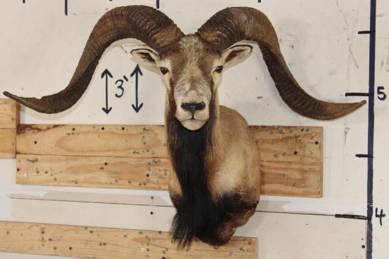 Big CORSICAN SHEEP RAM Shoulder Mount